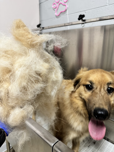 The Pet Boutique LLC