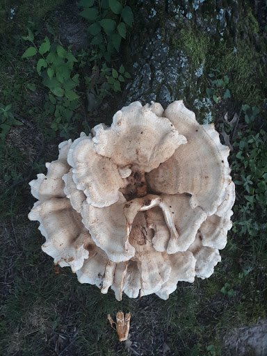 Public Golf Course «Audubon Park Golf Course», reviews and photos, 4160 Park Ave, Memphis, TN 38117, USA