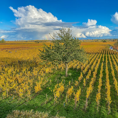 Vincent Dancer à Chassagne-Montrachet