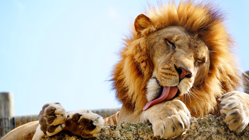 Zoo «Zoological Wildlife Foundation», reviews and photos, 16225 SW 172nd Ave, Miami, FL 33187, USA