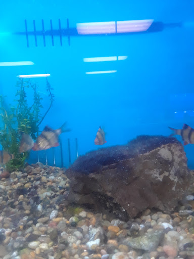 Tropical Fish Store «Richmond Aquarium», reviews and photos, 3645 Speeks Dr, Midlothian, VA 23112, USA