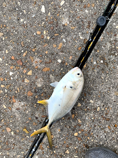 Winery «Villa Antonio Winery», reviews and photos, 3660 Linhorst Rd, Hillsboro, MO 63050, USA