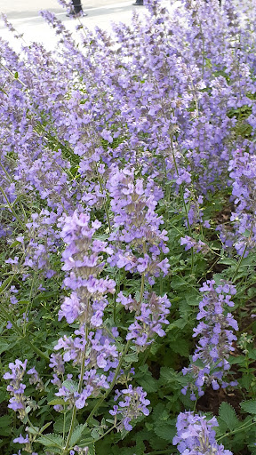 Convention Center «MassMutual Center», reviews and photos, 1277 Main St, Springfield, MA 01103, USA