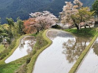 三多気の桜 名所公園 夜桜広場