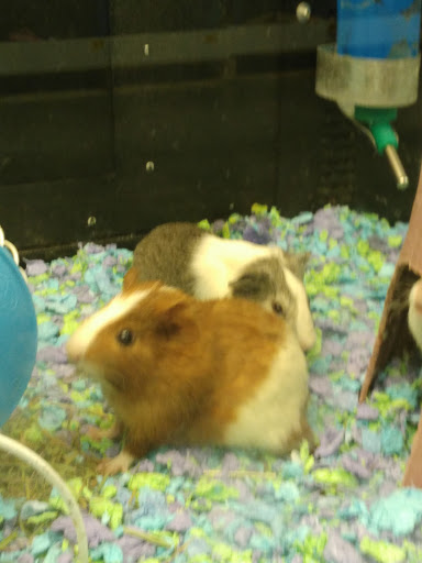 Pet Supply Store «PetSmart», reviews and photos, 2150 Paxton Ln SW, Lilburn, GA 30047, USA