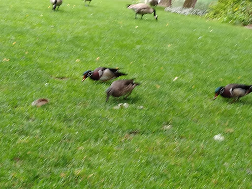 Golf Course «Eastmoreland Golf Course», reviews and photos, 2425 SE Bybee Blvd, Portland, OR 97202, USA