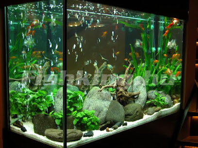 Fish-King Akvárium Bt.