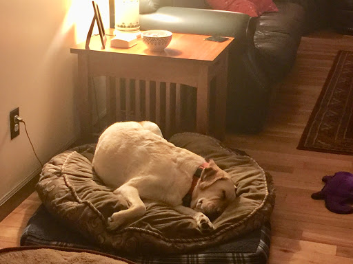 Pet Groomer «Bows & Bandanas Pet Salon», reviews and photos, 7019 NY-56, Potsdam, NY 13676, USA