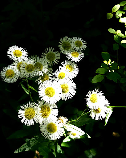 Nature Preserve «Clyde Shepherd Nature Preserve», reviews and photos, 2580 Pine Bluff Dr, Decatur, GA 30033, USA