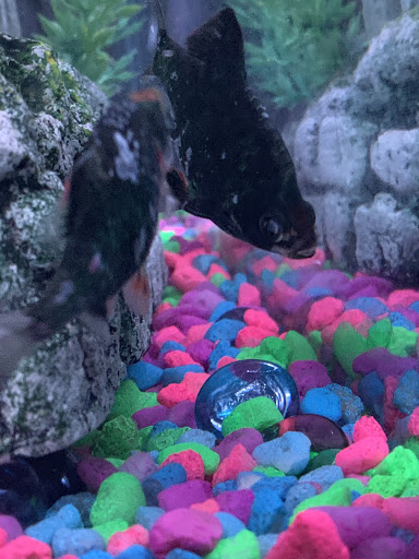 Pet Store «Southside Pet Shop», reviews and photos, 7031 Southside Dr, Louisville, KY 40214, USA