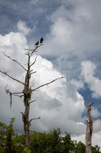 Park «Stephen J. Wortham Park», reviews and photos, 12108 Rhodine Rd, Riverview, FL 33579, USA