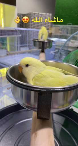 البلابل المغردة للطيور والحيوانات الأليفة ومستلزماتها 