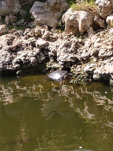Nature Preserve «Big Cypress National Preserve», reviews and photos