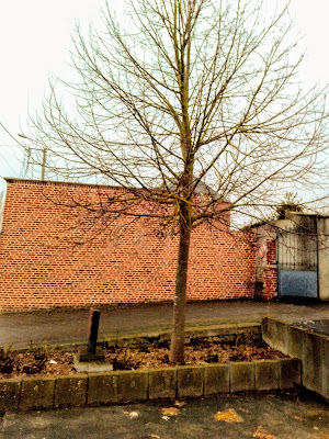 Arbre de la liberté d'Inchy à Inchy