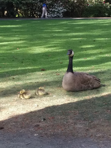 Golf Course «Eastmoreland Golf Course», reviews and photos, 2425 SE Bybee Blvd, Portland, OR 97202, USA