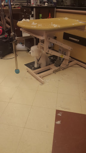 Pet Supply Store «PetSmart», reviews and photos, 607 Belmont St, Brockton, MA 02301, USA