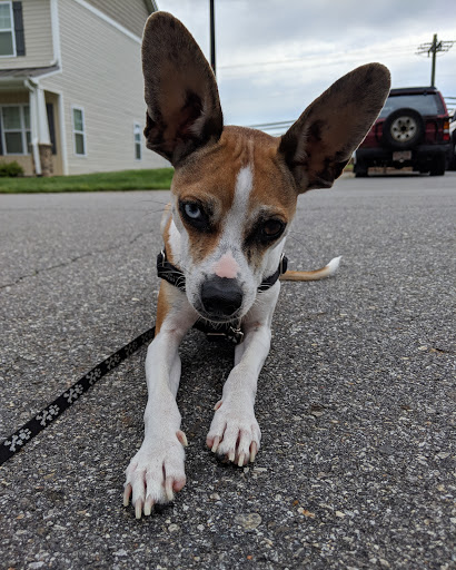 Dog Trainer «Dog Door Behavior Center and Outfitters», reviews and photos, 1 Battle Square A, Asheville, NC 28801, USA