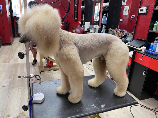 The Poodle Puff image