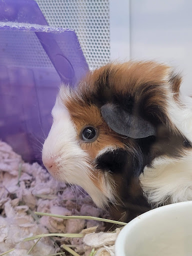 Pet Supply Store «Petco Animal Supplies», reviews and photos, 993 Branson Hills Pkwy, Branson, MO 65616, USA