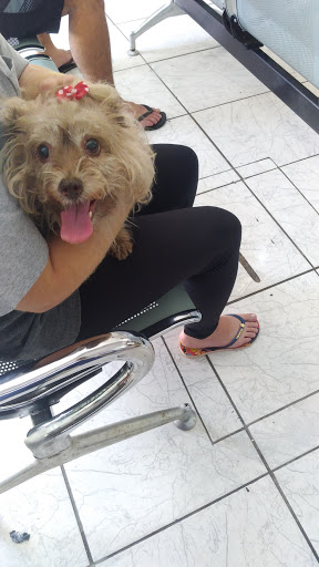 Wg Clínica Veterinária em São Paulo - SP