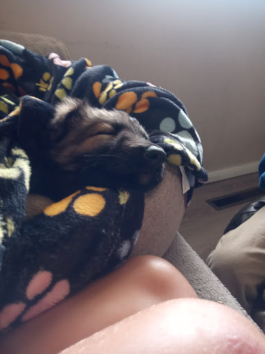 Pet Supply Store «Pet Supplies Plus», reviews and photos, 508 E Stroop Rd, Kettering, OH 45429, USA