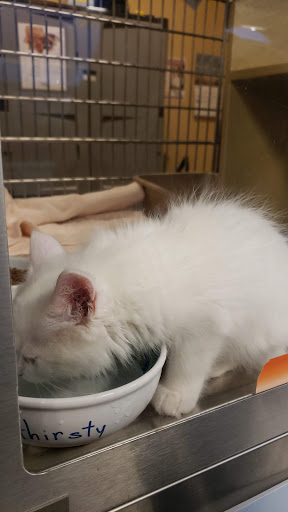 Pet Supply Store «PetSmart», reviews and photos, 2997 Max Ave, Bozeman, MT 59718, USA