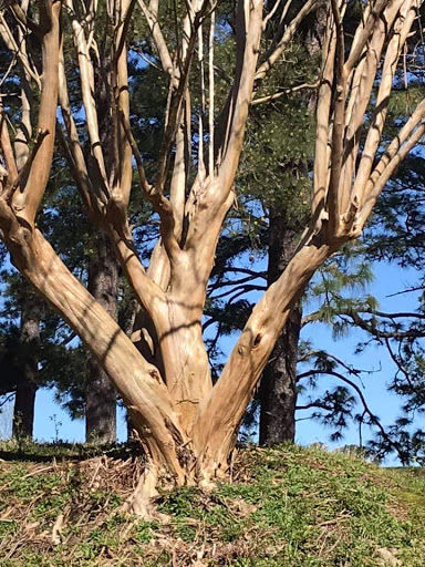 Golf Course «Southern Pines Golf Club», reviews and photos, 290 Country Club Cir, Southern Pines, NC 28387, USA