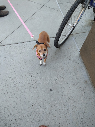 Pet Supply Store «Pet Food Express», reviews and photos, 5829 Lone Tree Way, Antioch, CA 94531, USA