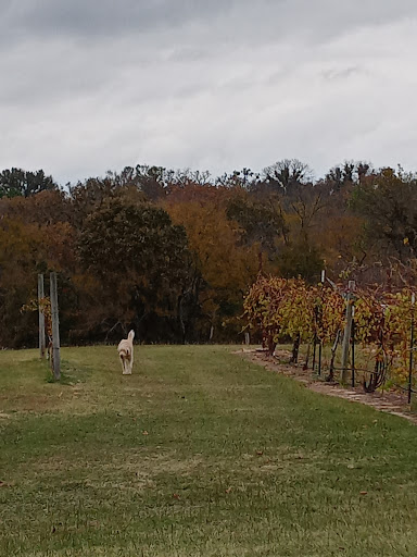 Winery «Tara Vineyard and Winery», reviews and photos, 8603 Co Rd 3914, Athens, TX 75752, USA