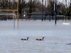 Greentree Park - photo 38