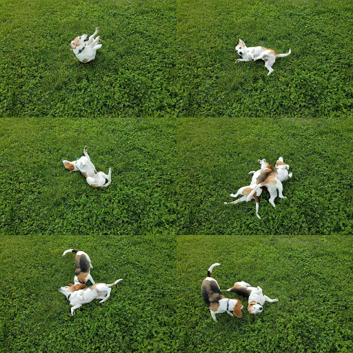 Dog Park «Worthington Off Leash Dog Park», reviews and photos, 8170 Hillsborough Rd, Ellicott City, MD 21043, USA