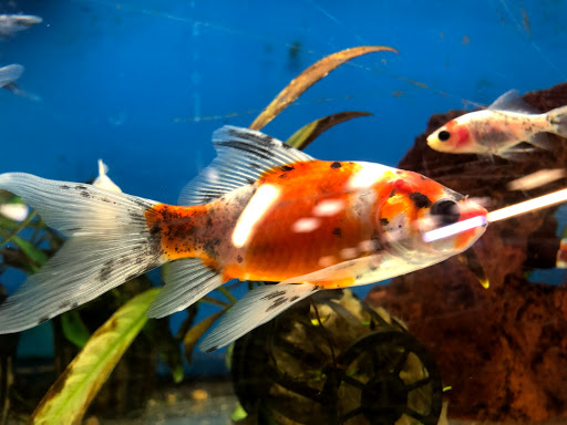 Pet Supply Store «Petco Animal Supplies», reviews and photos, 450 N Rte 17, Paramus, NJ 07652, USA