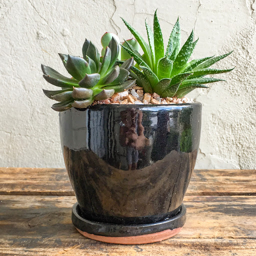 Wholesale Florist «Urban Jungle», reviews and photos, 2603 Sherman Ave NW, Washington, DC 20001, USA