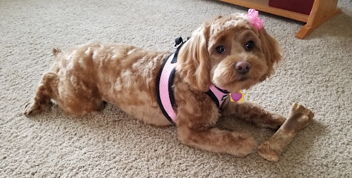 Pet Supply Store «PetSmart», reviews and photos, 170 Marketplace Blvd, Hamilton Township, NJ 08691, USA