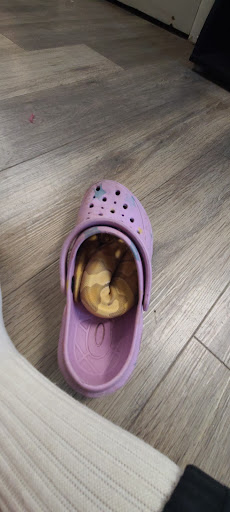 Pet Store «Pet Haven Pet Shop», reviews and photos, 19 US-6, Valparaiso, IN 46385, USA