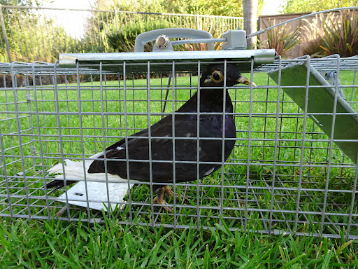 LosAngeles Bird Control