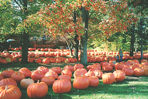 Awald Farms - Giant Pumpkin Farm image