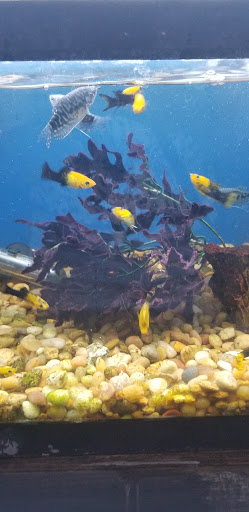 Tropical Fish Store «Aquarium World», reviews and photos, 116 S Earl Ave, Lafayette, IN 47904, USA