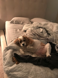 Sweet Melissa's Pet Sitting - Photo 3 - Car repair in Atlanta, GA, Atlanta