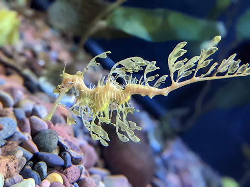 Aquarium «The Dallas World Aquarium», reviews and photos, 1801 N Griffin St, Dallas, TX 75202, USA