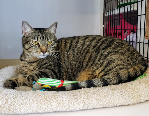 Pet Supply Store «Pet Supplies Plus», reviews and photos, 1258 Northlake Blvd, Lake Park, FL 33403, USA