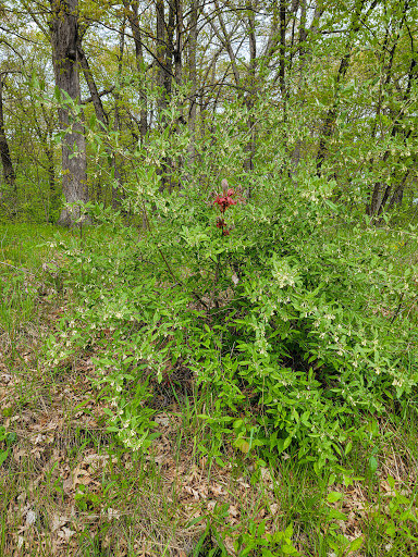 Nature Preserve «Sauk Trail Woods», reviews and photos, 3028 Forest Preserve Dr, Chicago Heights, IL 60411, USA