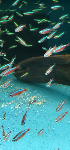 Aquarium Shop «Aquatics Unlimited / Aquatic Realmz», reviews and photos, 3550 S 108th St, Greenfield, WI 53228, USA