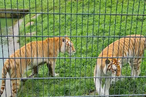 Tigerpark Dassow image
