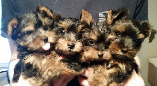 Pet Store «Puppy Palace», reviews and photos, 1250 US-130, Trenton, NJ 08638, USA