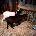 Photo n°2 de l'avis de Reni. fait le 11/11/2020 à 17:58 sur le  Gänsemarkt Wermsdorf Hofküche & Hofladen à Grimma