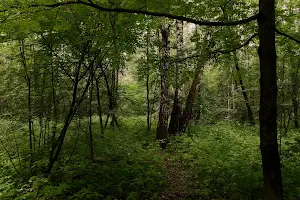 Kuzminki Forest Park image