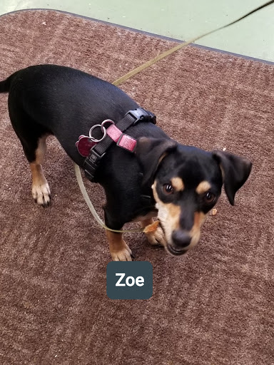 Pet Supply Store «Animal Krackers Inc», reviews and photos, 232 Main St, Gloucester, MA 01930, USA