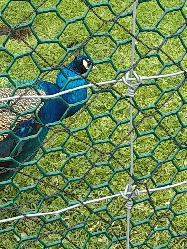 Restaurant «Hidden Valley Animal Adventure», reviews and photos, 2887 Royce Rd, Varysburg, NY 14167, USA