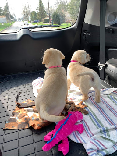 Pet Supply Store «Pet Supplies Plus», reviews and photos, 1213 Mentor Ave, Painesville, OH 44077, USA